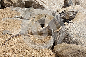 Male, Iguana on the rocks in Cabo San Lucas, Mexico