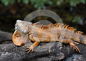 Male Iguana Stretched Across Log