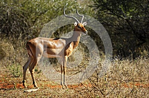 Male Impala photo