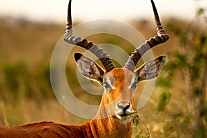 Male impala