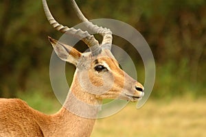 Male impala