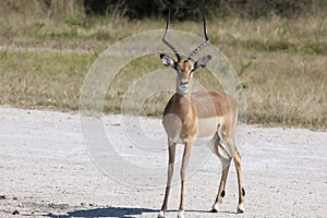 Male impala