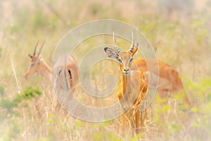 A male impala Aepyceros melampus on an african savannah, Lake Mburo National Park, Uganda.