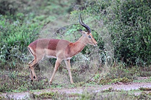 Male Impala (Aepyceros melampus)