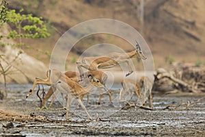Male Impala (Aepyceros melampus) jumping across mud