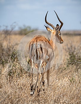 Male Impala (Aepyceros Melampus), rear view, in Kruger National Park