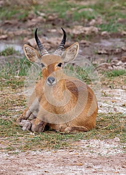 Male impala Aepyceros melampus sitting on the ground