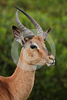 Male Impala Antelope