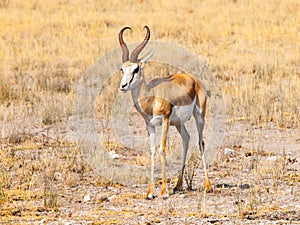 Male impala antelope, Aepyceros melampus, living in eastern and southern Africa.
