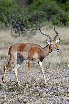 Male Impala Antelope - Botswana - Africa