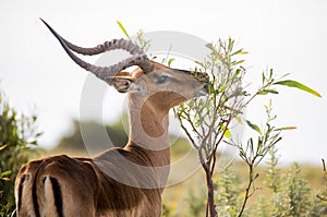 Male Impala Antelope with Long Horns