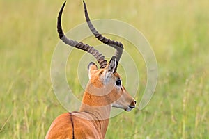 Male Impala, Antelope with lyre-shaped horns and white color around eyes at Serengeti National Park in Tanzania, Africa