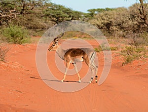 Male Impala