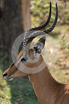 Impala or rooibok with big horns