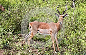 Male Impala Antelope in South African Bush