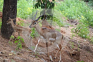 Male impala antelope standing on shaded grass