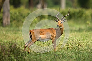 Male impala antelope Tragelaphus strepsiceros in natural habitat, Etosha National Park, Namibia