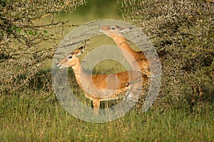 Male impala antelope Tragelaphus strepsiceros in natural habitat, Etosha National Park, Namibia