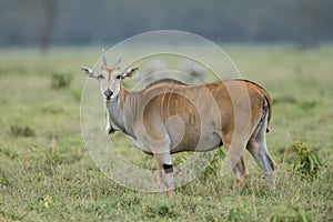 Male impala antelope Tragelaphus strepsiceros in natural habitat, Etosha National Park, Namibia