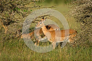 Male impala antelope Tragelaphus strepsiceros in natural habitat, Etosha National Park, Namibia