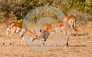 Male Impala Antelopes fighting