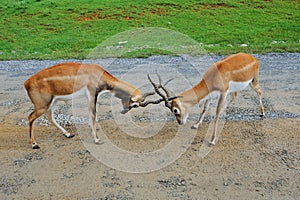 Male impala antelopes are fighting photo