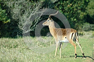 Male impala in countryside