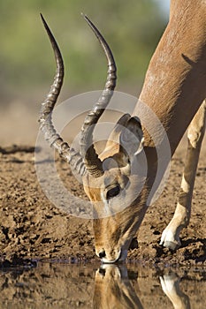 Male Impala drinking water (aepyceros melampus) Botswana