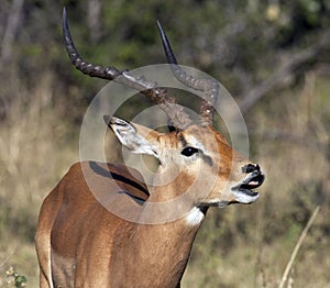 Male Impala - Flehman responce photo