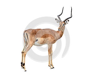 Male impala isolated