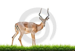 Male impala isolated