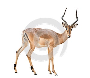 Male impala isolated