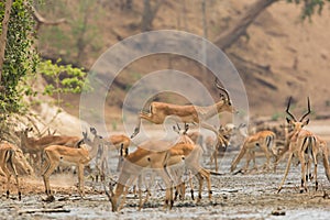 Male Impala jumping across mud photo