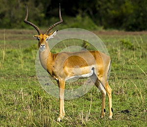 Male Impala Kenya Africa