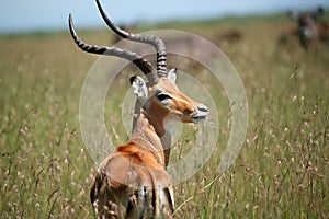 Male Impala Masai Mara Kenya