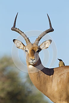 Male Impala Portrait (aepyceros melampus) Botswana photo