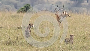 Male impala running away from two stalking Cheetah in high grass