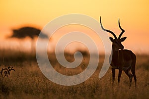 Male Impala silhouetted at sunrise