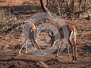 Male impala sparring