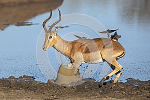 Male impala splashing mud at the edge of water in Kruger Park in South Africa