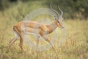 Male impala walking in grass in Savuti in Botswana