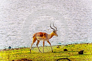 Male Impala at a watering hole in Kruger National Park