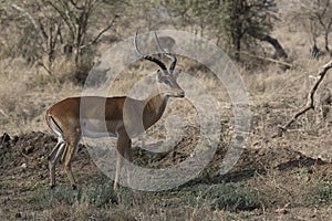 Male impala who stands among the bushes in the African savannah