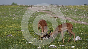 Male impalas