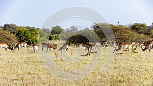 Male impalas awaking