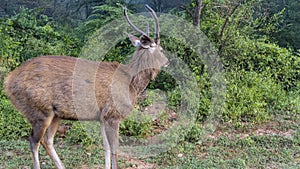 Male Indian deer sambar Rusa unicolor close-up.