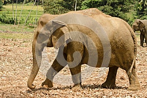 Male Indian elephant