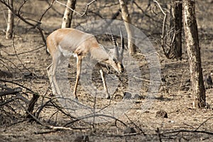 Male Indian gazelle or chinkara that walks through a bush forest