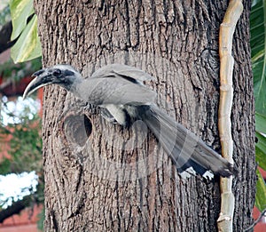 Male Indian Gray Hornbill (Ocyceros birostris) sitting on a tree hole : (pix Sanjiv Shukla)