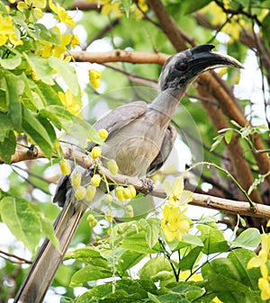 Male Indian Gray Hornbill (Ocyceros birostris) on a tree branch : (pix Sanjiv Shukla)